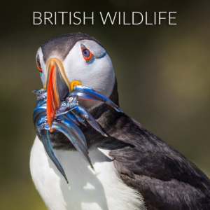 British Wildlife